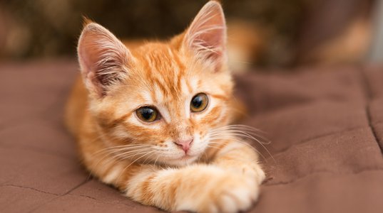 Small orange kitten lie on the bed
